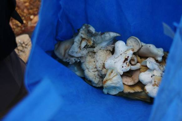 Bag full of wild, foraged mushrooms Sac de champignons sauvages